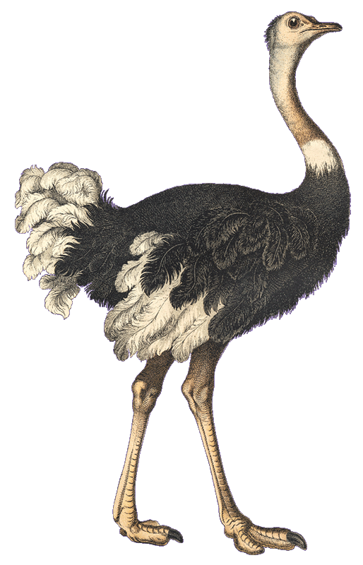 Vogel Strauß